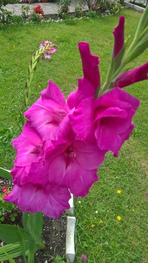 WP_20160803_15_02_46_Pro - Gladiole 2016