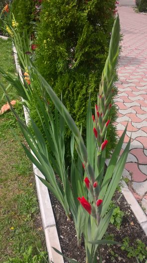 WP_20160803_15_03_00_Pro - Gladiole 2016