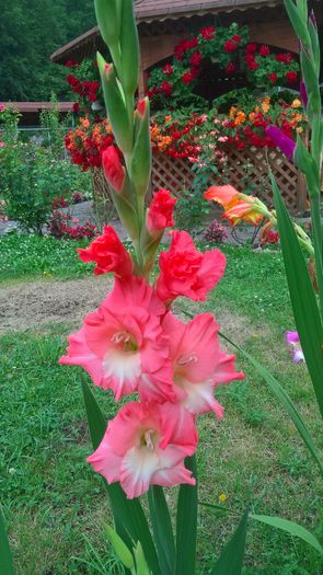 WP_20160803_15_27_52_Pro - Gladiole 2016