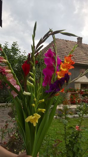 WP_20160803_15_32_58_Pro - Gladiole 2016