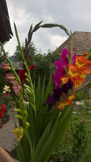 WP_20160803_15_33_14_Pro - Gladiole 2016