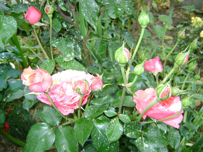 DSC01255 - Copy