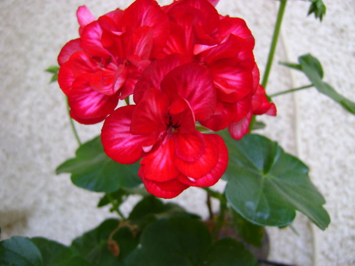 DSC01275 - Copy