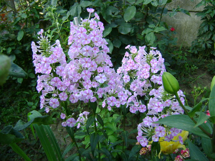 DSC02974