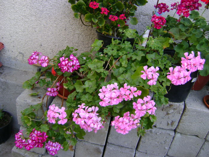 DSC02975