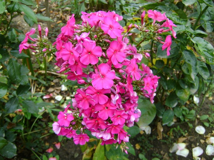 DSC02987 phlox