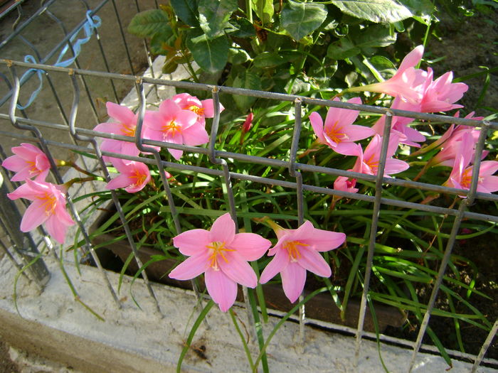 DSC02992