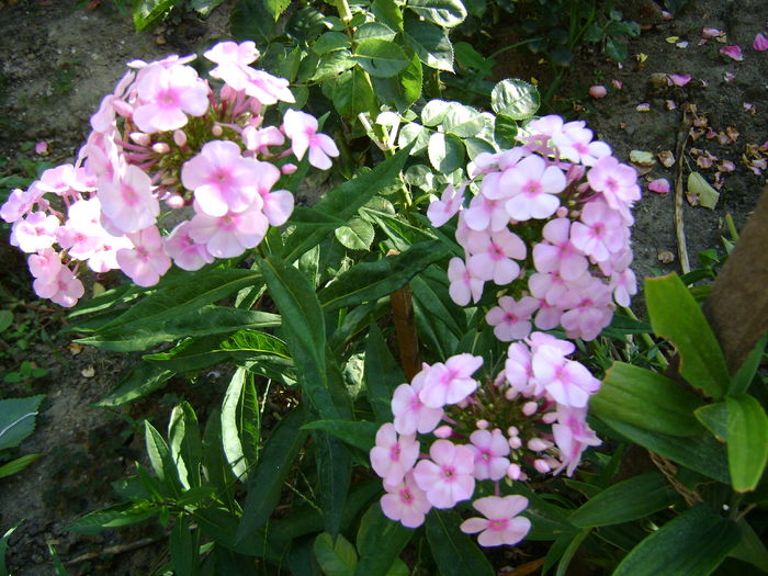 DSC02995 phlox
