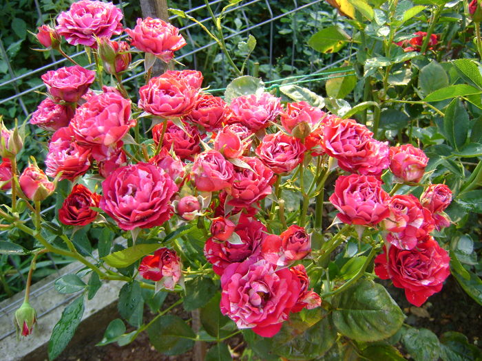 DSC02998 belle espinouse