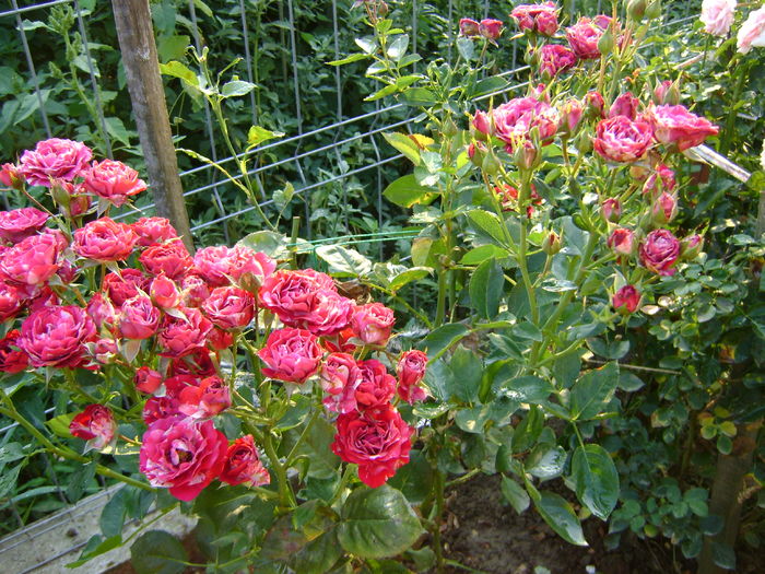 DSC02999