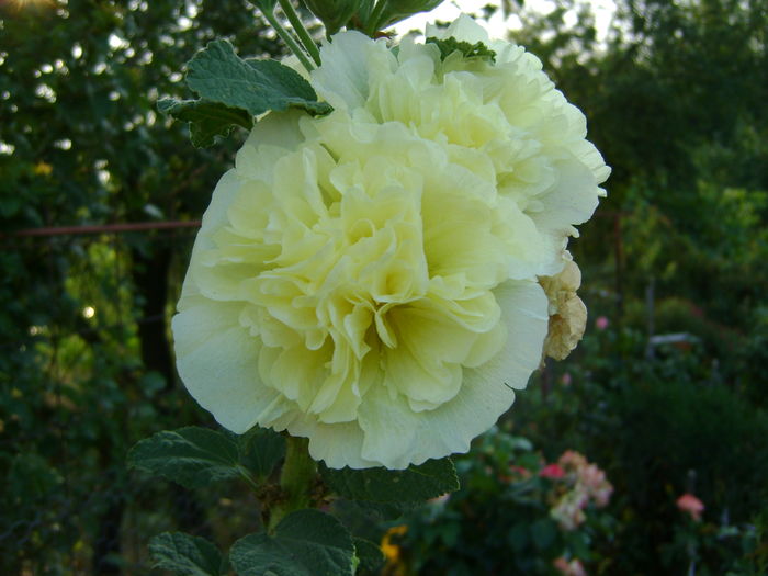 DSC03003