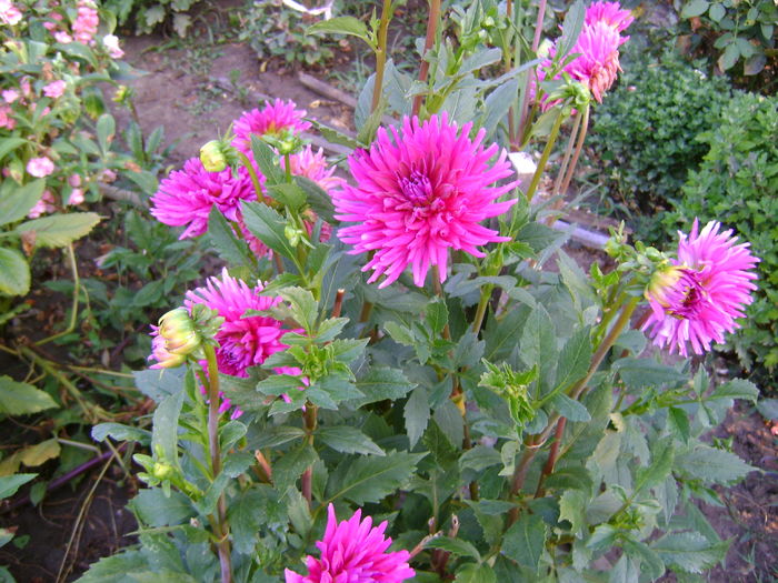 DSC03006