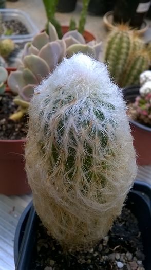 WP_20160710_17_55_30_Pro - Cactusi si suculente 2016
