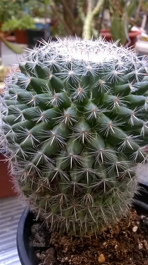 WP_20160710_17_58_46_Pro - Cactusi si suculente 2016