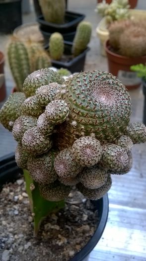 WP_20160710_17_59_51_Pro - Cactusi si suculente 2016