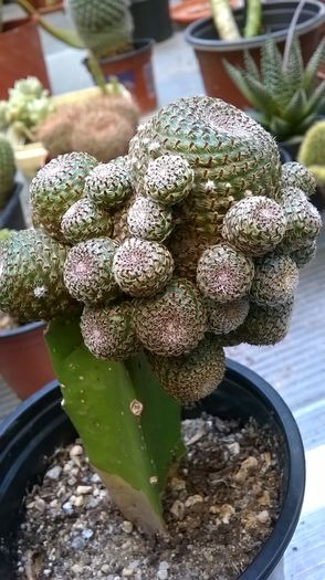 WP_20160710_17_59_34_Pro - Cactusi si suculente 2016