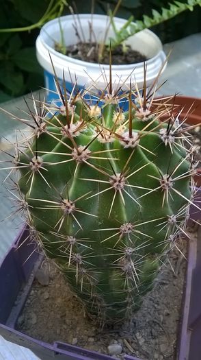 WP_20160710_18_00_03_Pro - Cactusi si suculente 2016