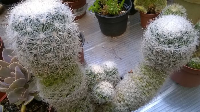 WP_20160710_18_01_42_Pro - Cactusi si suculente 2016