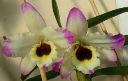 Dendrobium Oriental Paradise 'Aurora