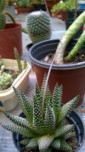 WP_20160710_18_09_38_Pro - Cactusi si suculente 2016