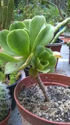 WP_20160710_18_10_10_Pro - Cactusi si suculente 2016