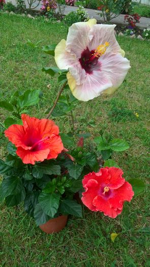WP_20160803_17_03_57_Pro