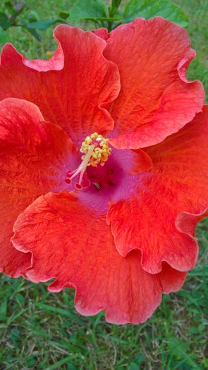 WP_20160803_17_04_37_Pro - Hibiscus Circus Time