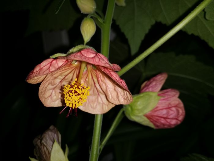 20160801_223659 - Plante in ghiveci 2016