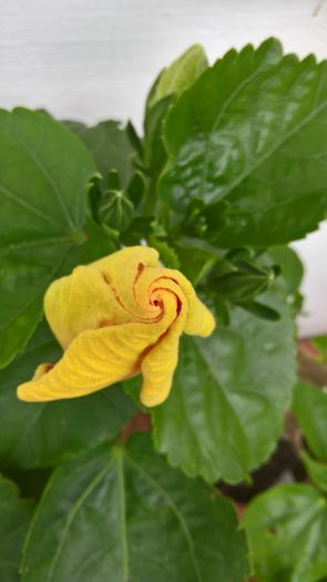 WP_20160803_17_08_00_Pro - Hibiscus Jolanda Gommer