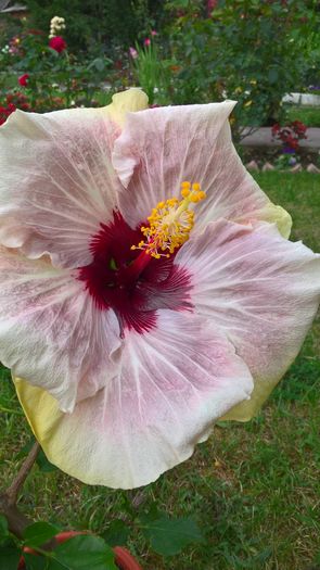 WP_20160803_17_05_03_Pro - Hibiscus My Way