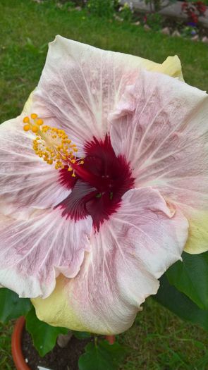 WP_20160803_17_05_15_Pro - Hibiscus My Way