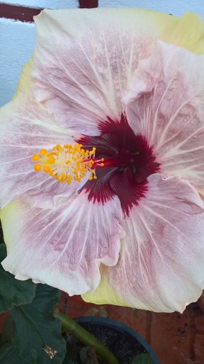 WP_20160803_19_56_17_Pro