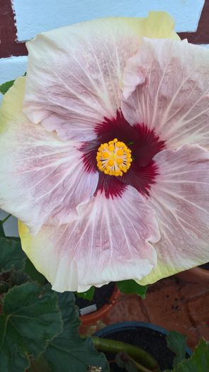 WP_20160803_19_56_24_Pro - Hibiscus My Way