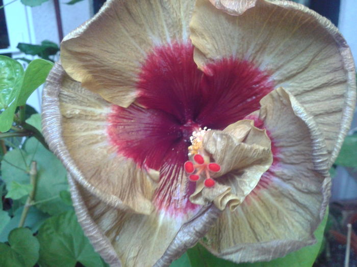 Fotografie0083 - HIBISCUS 2016