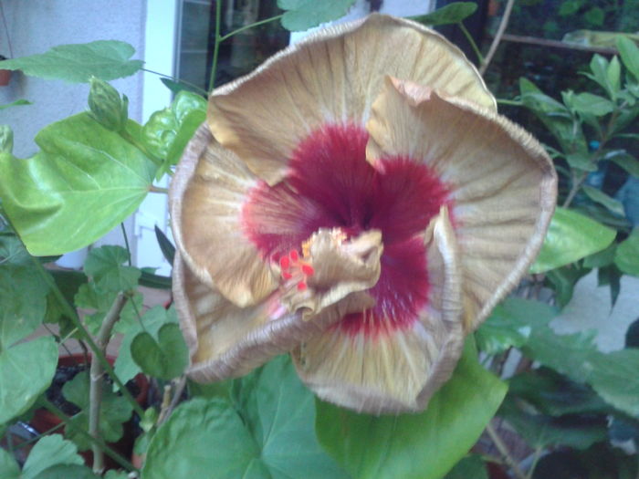 Fotografie0082 - HIBISCUS 2016
