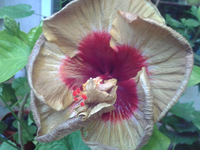 Fotografie0081 - HIBISCUS 2016