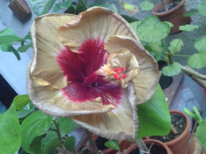 Fotografie0079 - HIBISCUS 2016