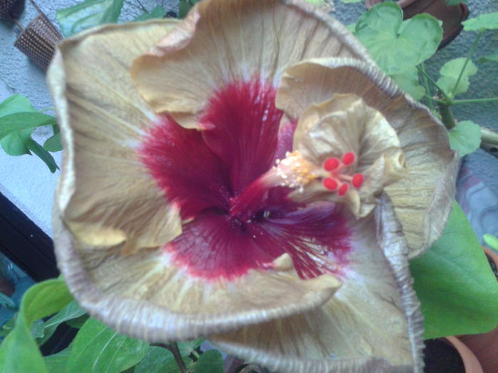 Fotografie0078 - HIBISCUS 2016