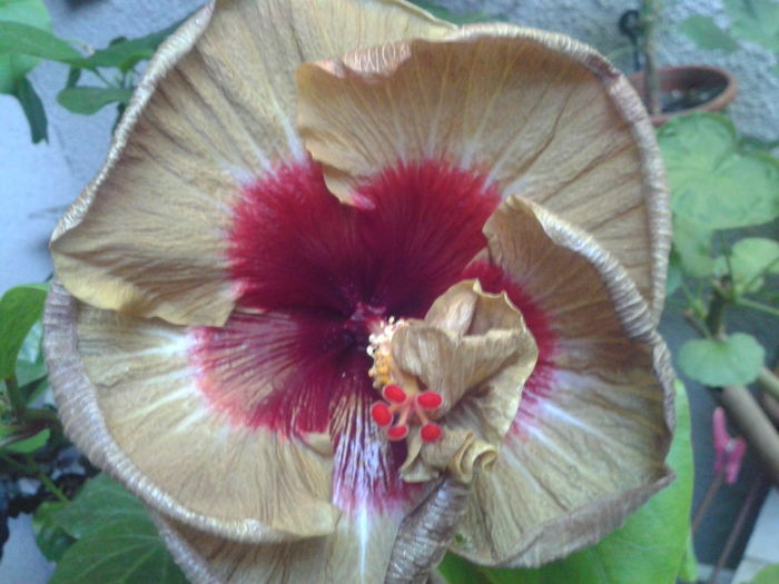 Fotografie0077 - HIBISCUS 2016