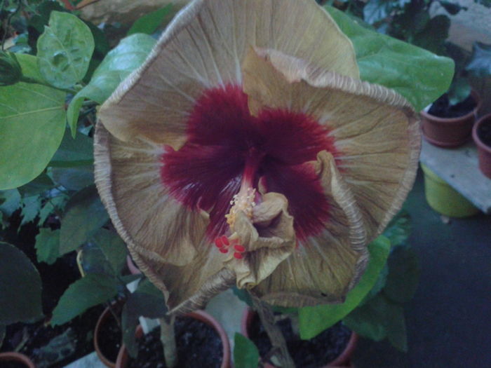 Fotografie0074 - HIBISCUS 2016