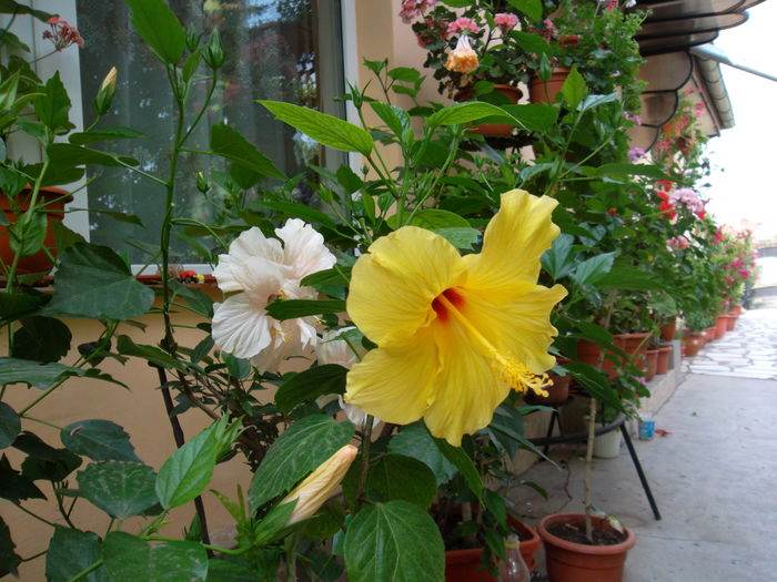 SAM_0855 - Hibiscus 2016