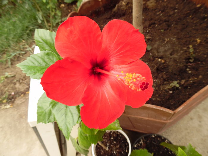 124 - 00 Hibiscus 2016