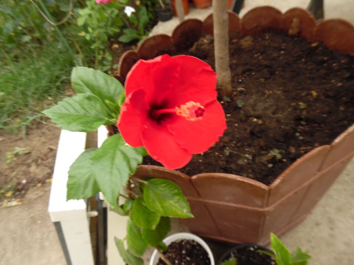 069 - 00 Hibiscus 2016