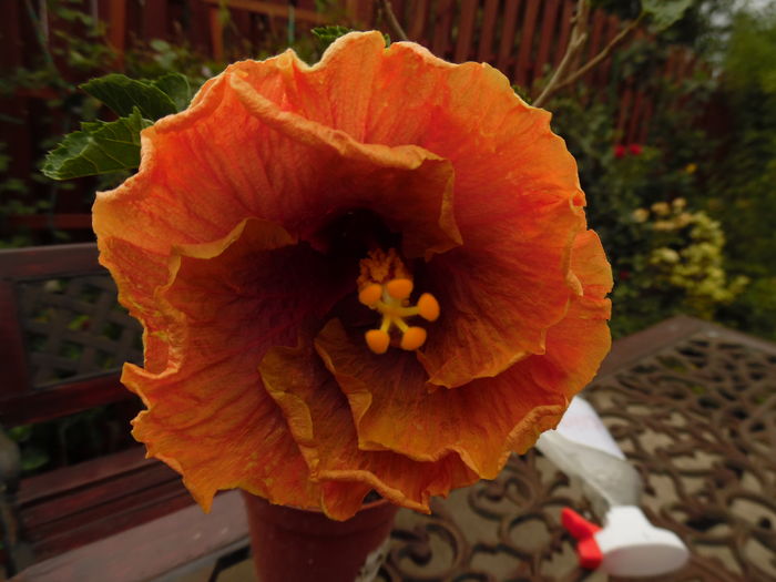 158 - 00 Hibiscus 2016