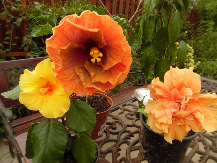 163 - 00 Hibiscus 2016
