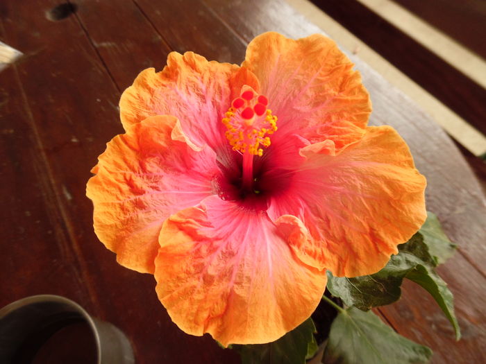165 - 00 Hibiscus 2016