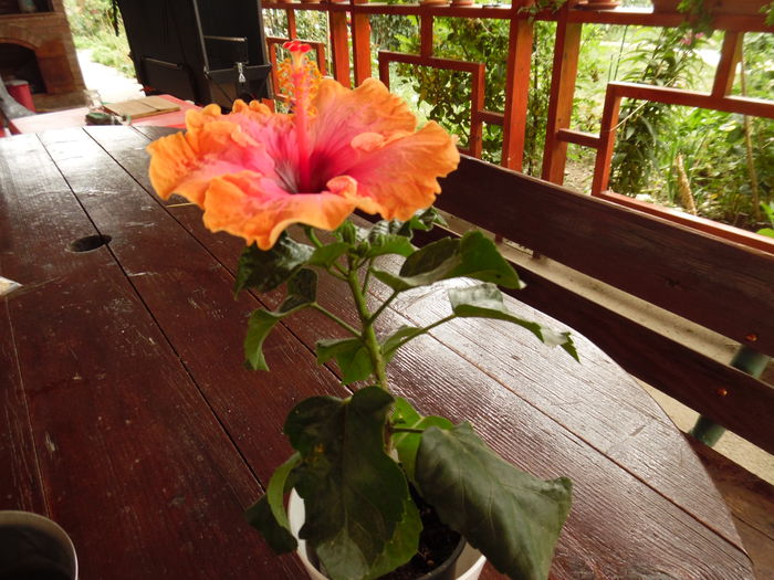 166 - 00 Hibiscus 2016