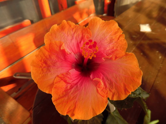 Erin Rachael - 00 Hibiscus 2016