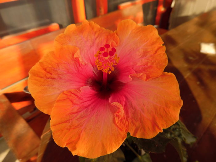 220 - 00 Hibiscus 2016