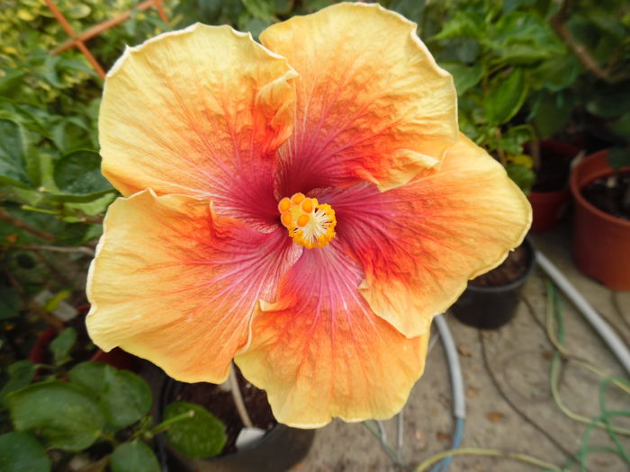 001 - 00 Hibiscus 2016
